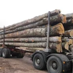 Buchenstämme – 50 Kubikmeter LKW-Ladung
