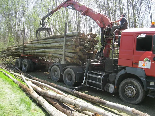 Medalle222 Kastanienstämme – 50 Kubikmeter LKW-Ladung – Bild 2Kastanienstämme – 50 Kubikmeter LKW-Ladung – Bild 2 Kastanienstämme – 50 Kubikmeter LKW-LadungKastanienstämme – 50 Kubikmeter LKW-Ladung – Bild 2 Kastanienstämme – 50 Kubikmeter LKW-Ladung – Bild 1